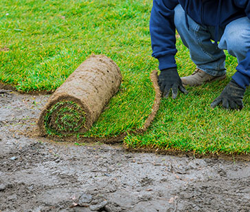 Sod Installation
